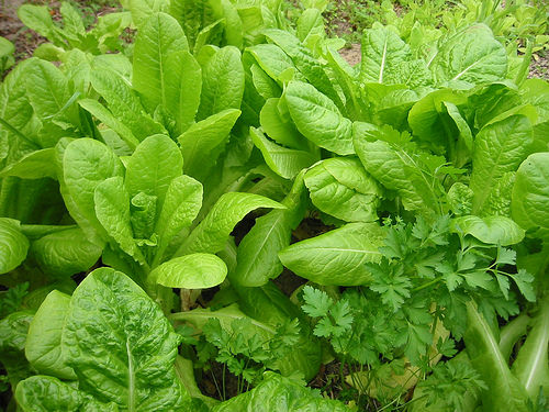 Lettuce and parsley