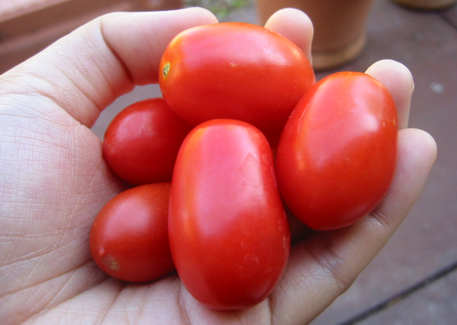 Homegrown tomatoes