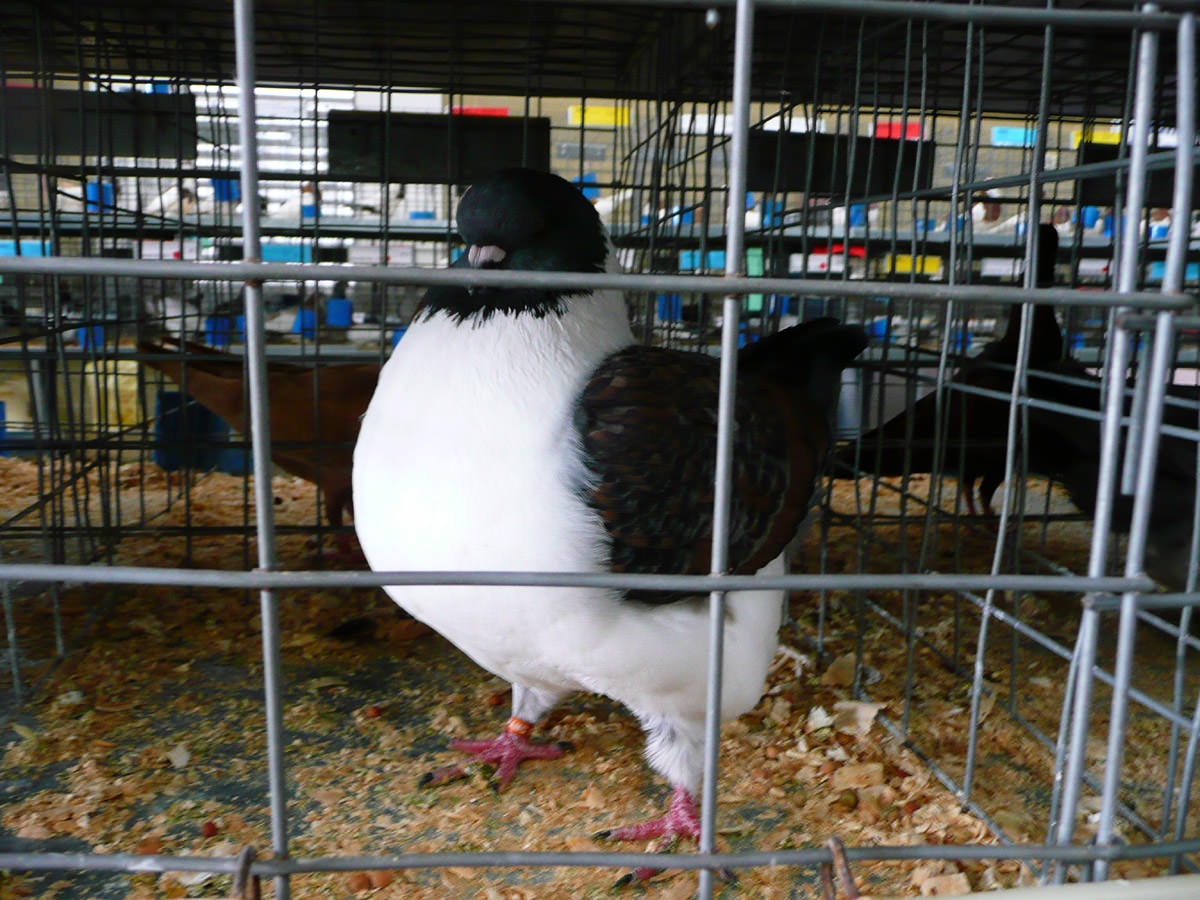 Stocky pigeon