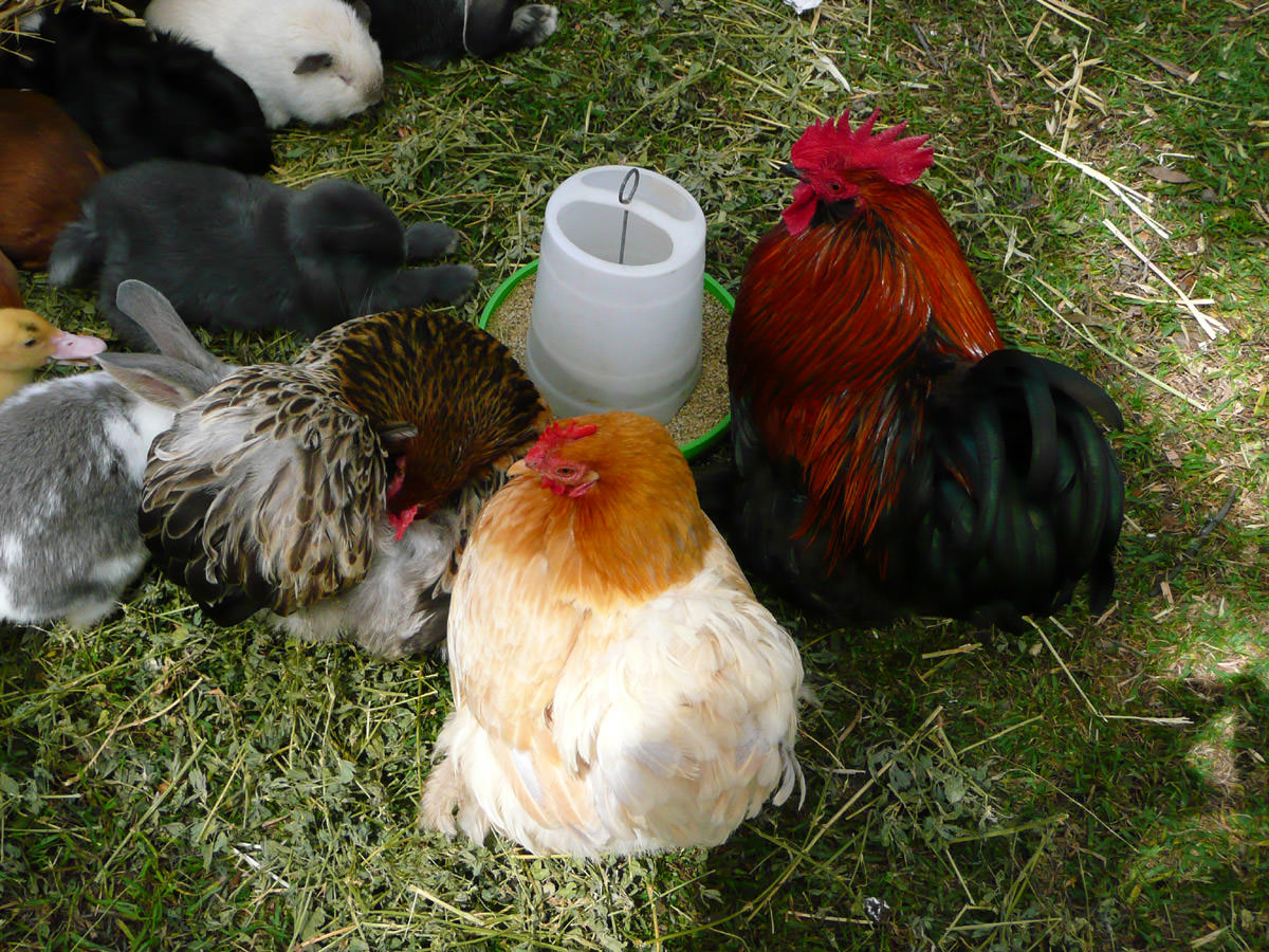 Chooks and sleeping babies - check out the cute paws