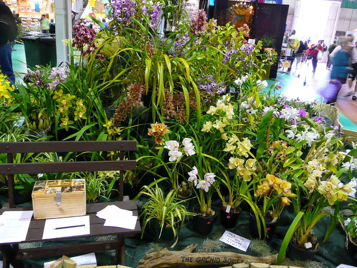 Orchid Society Display