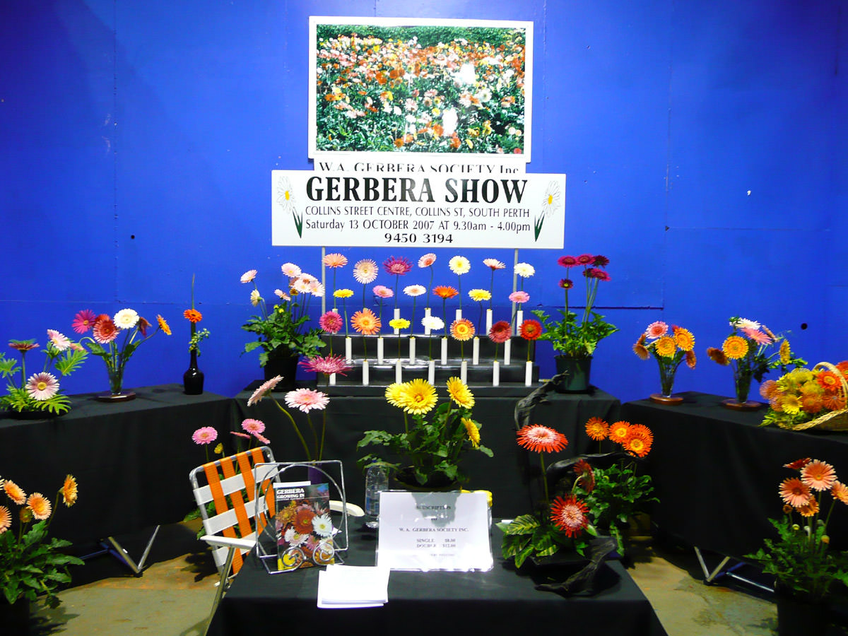 Gerbera Society Display
