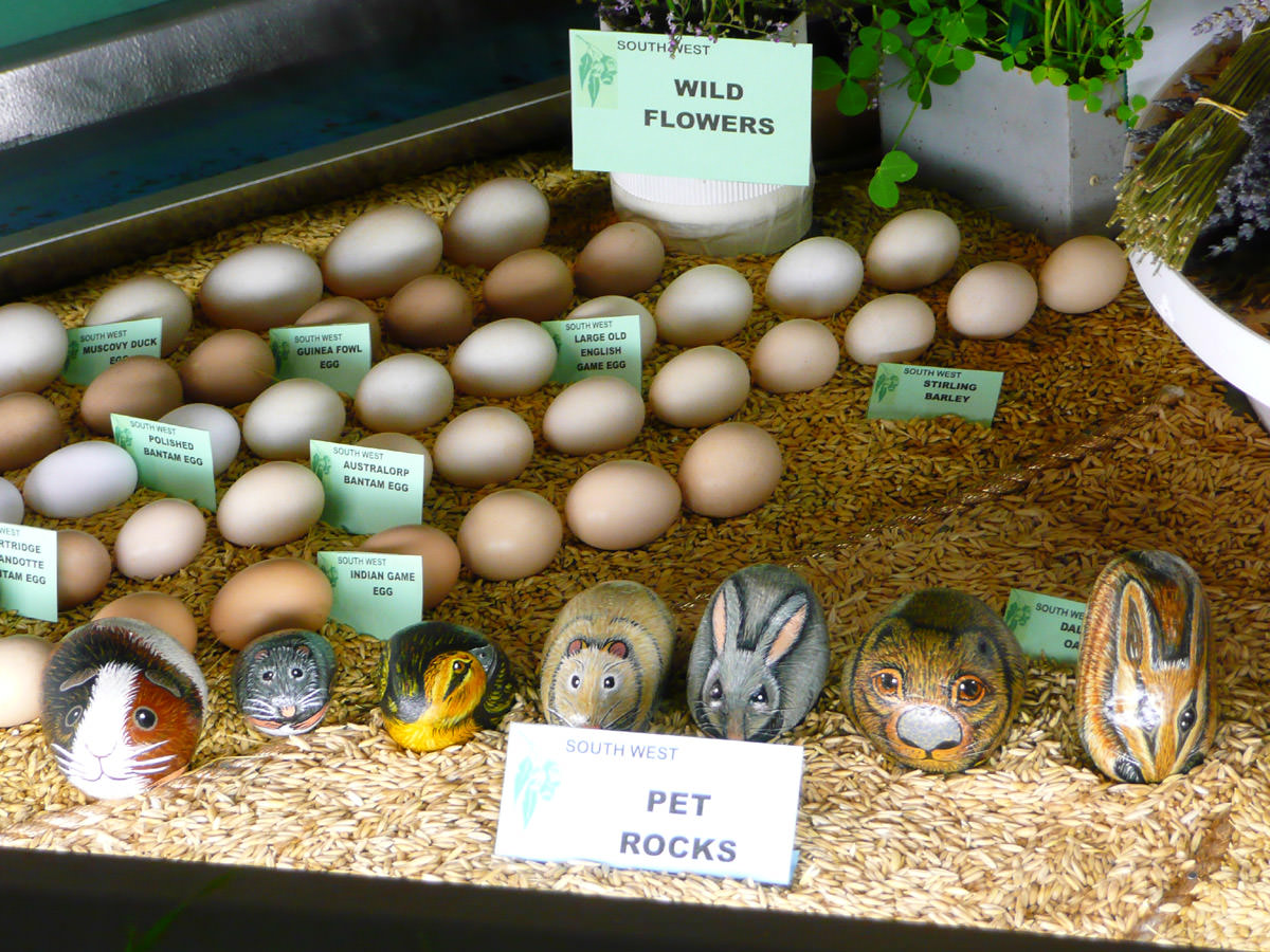 Eggs and Pet Rocks