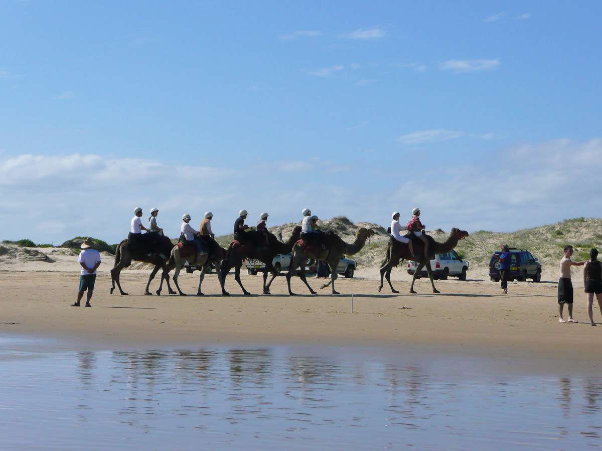 Camels on Birubi Beach