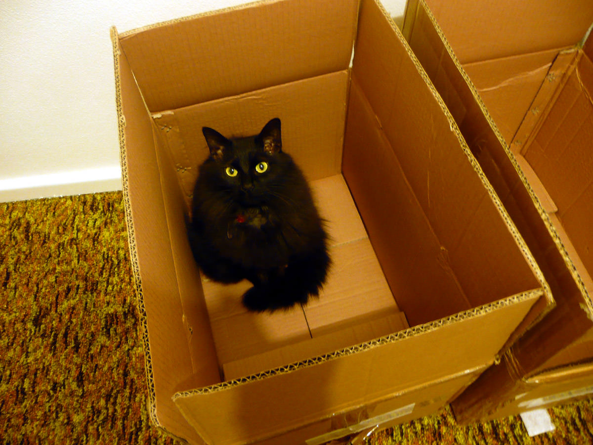 Meanwhile, Pixel is having fun playing in the boxes