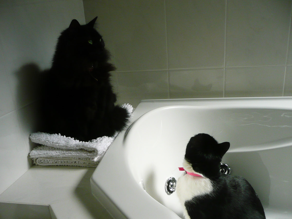 Pixel and Billy Lee in the ensuite spa bath