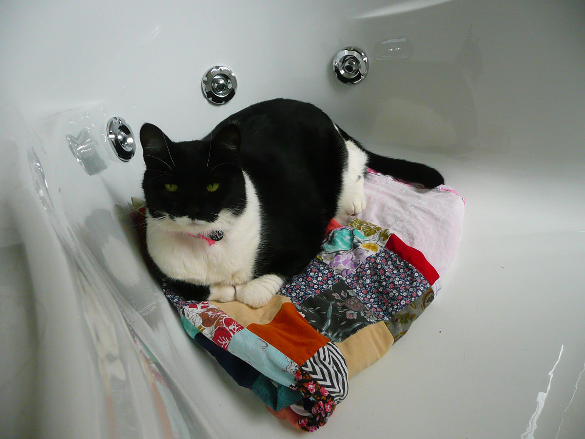 Another cat in the bath!