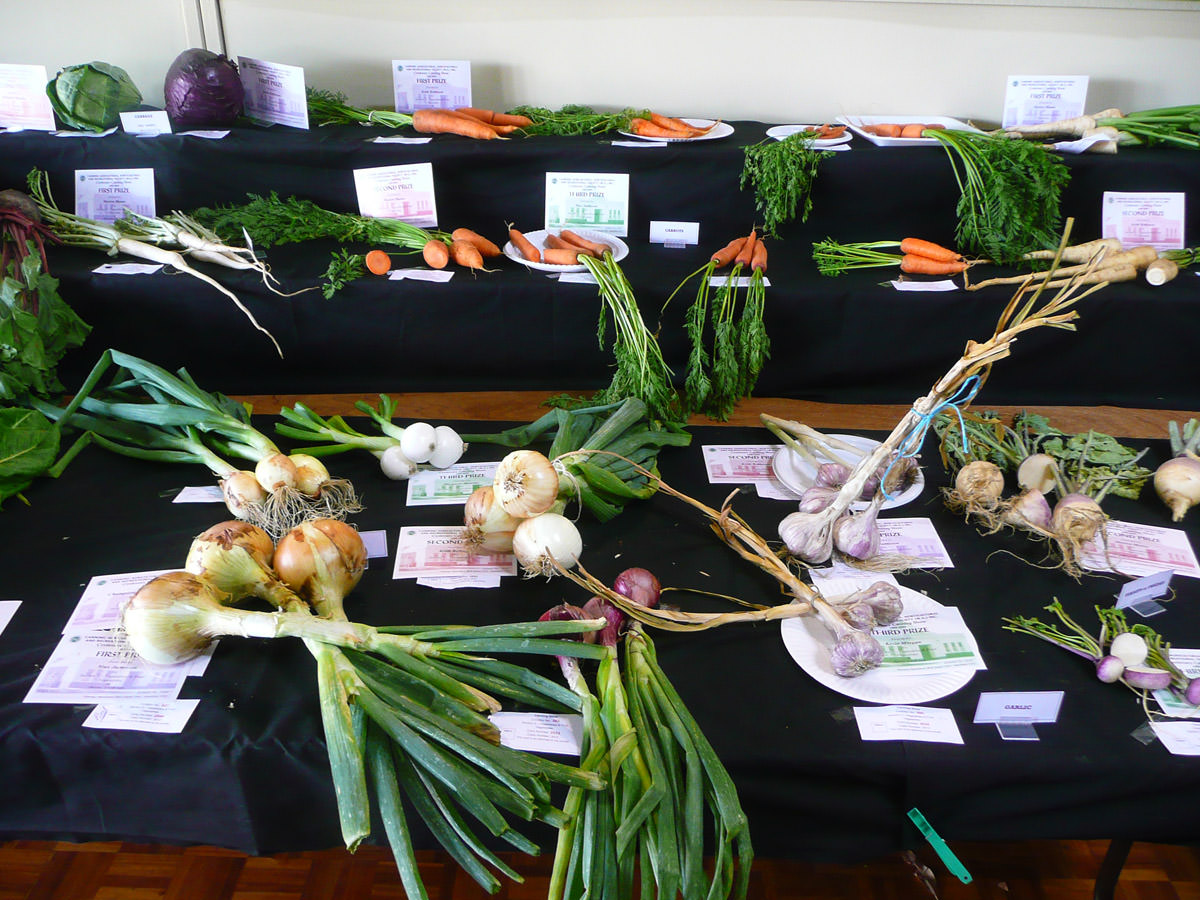 Vegetables on show - carrots, spring onions, garlic