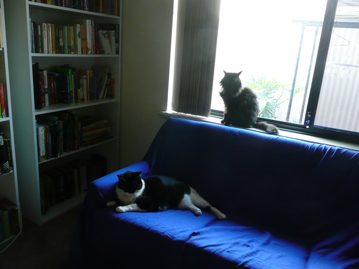The cats in the library