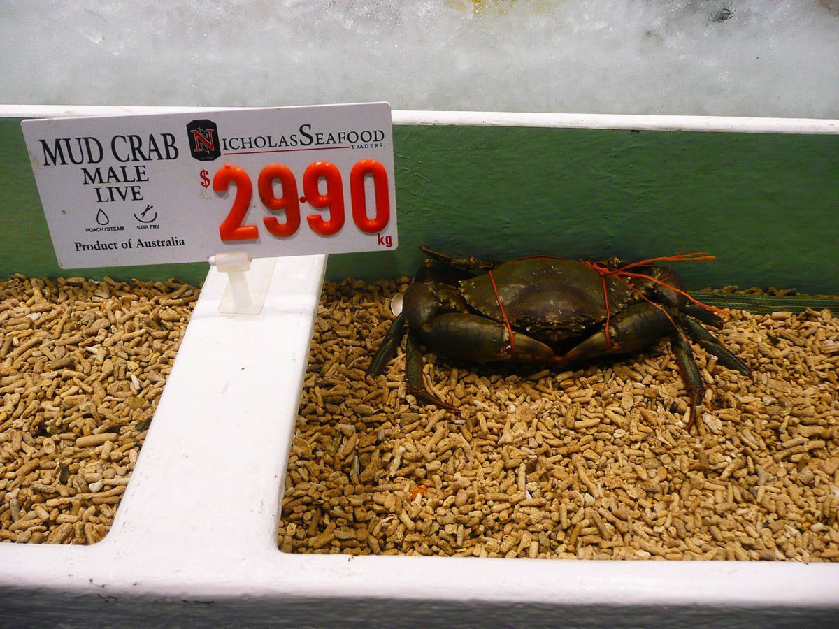 Live male mud crab - I am not seafood
