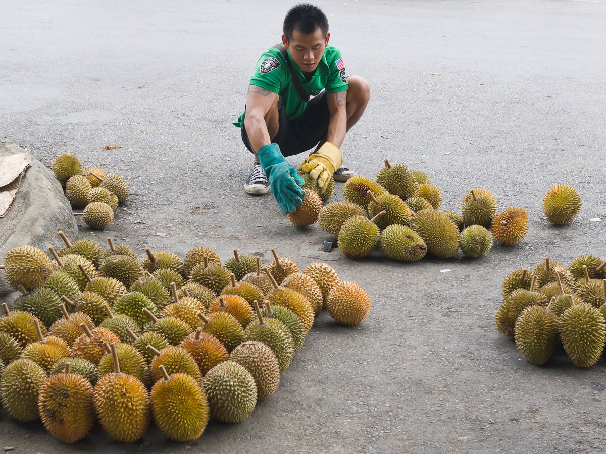 Sorting and arranging durians