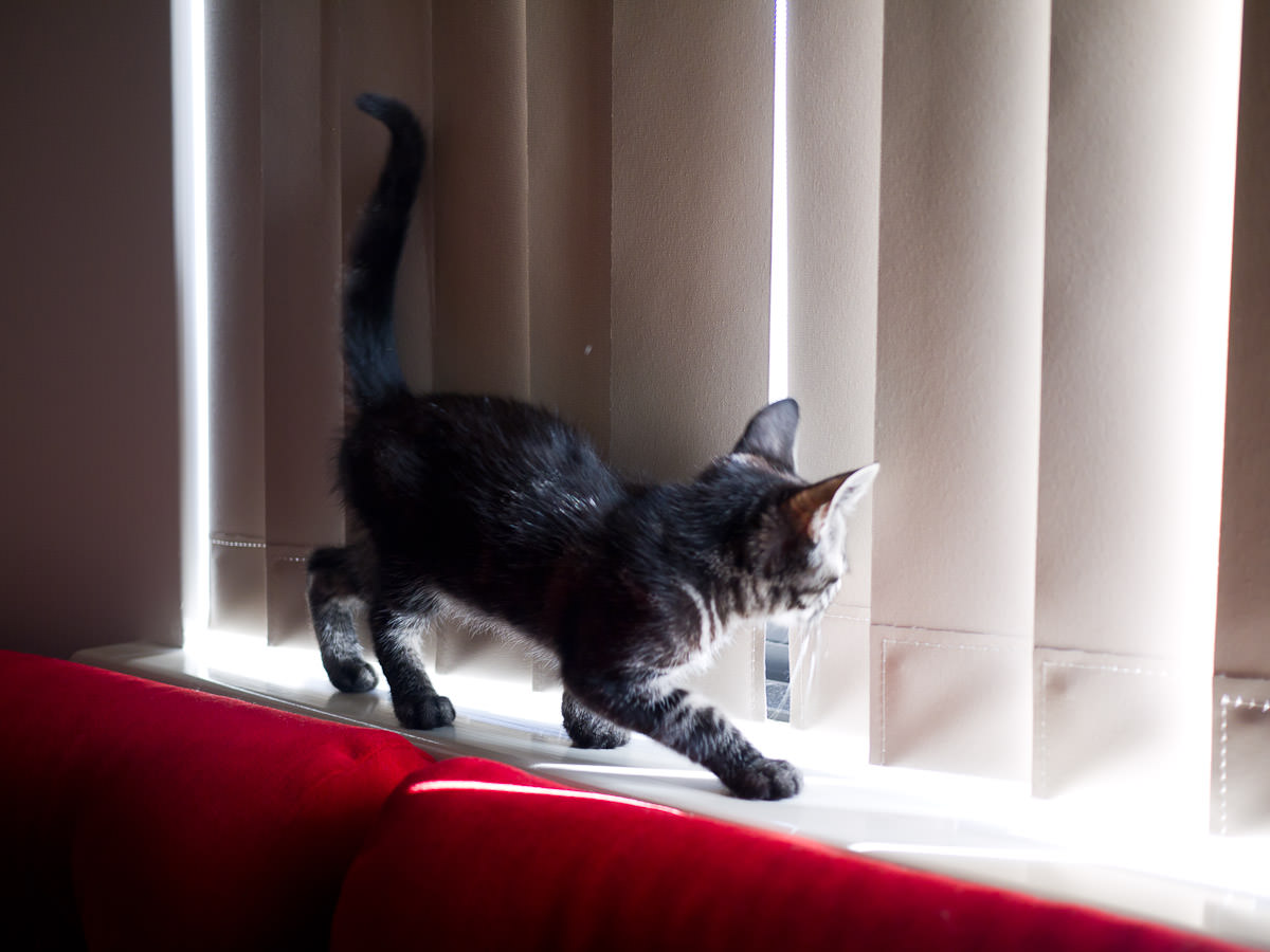 She finds the movement of blinds fascinating