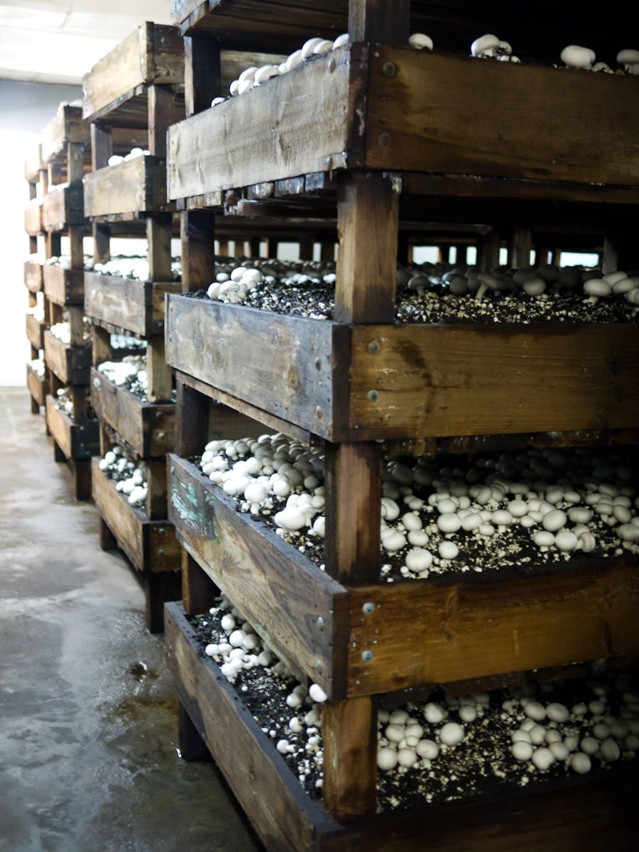 An abundance of button mushrooms