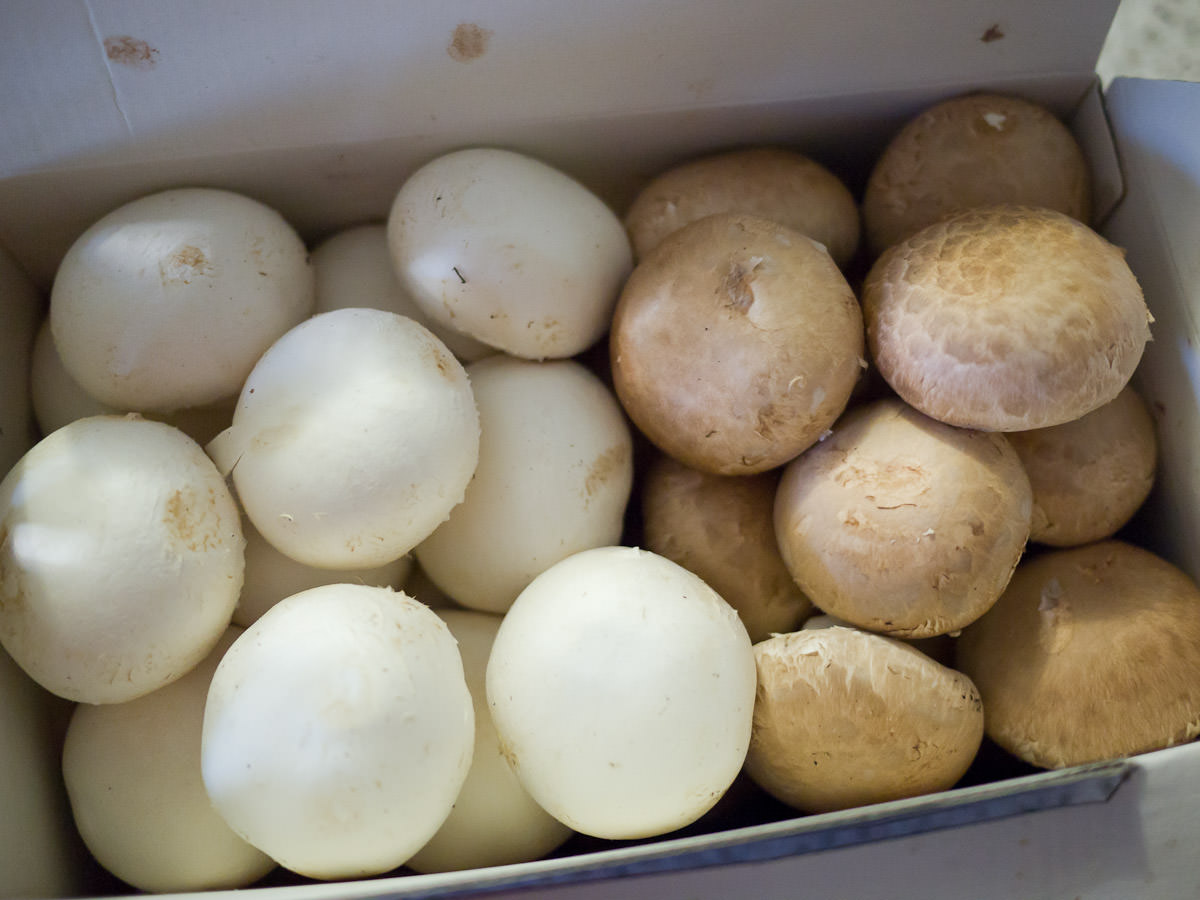 White button mushrooms and portobello mushrooms