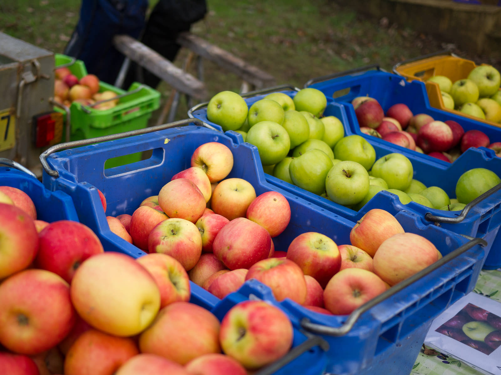 Apples grown in Braeside Orchards in Bridgetown