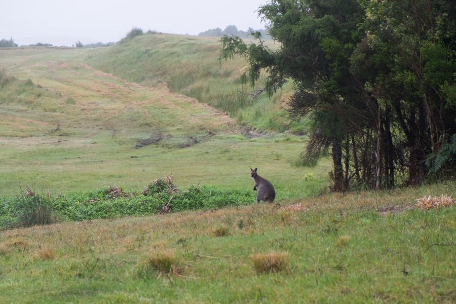 There are wallabies all over King Island and this was the first one I saw