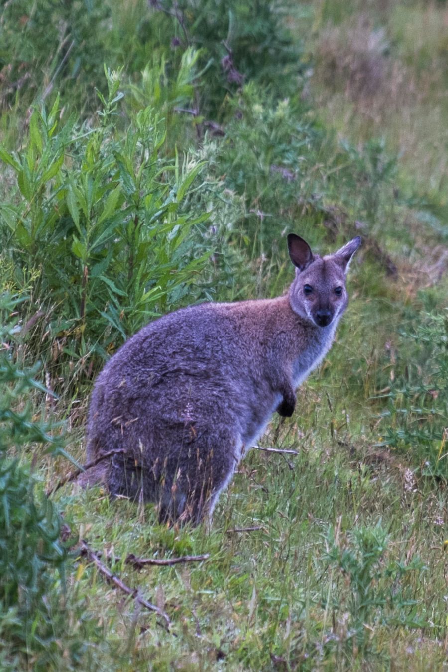 Another wallaby