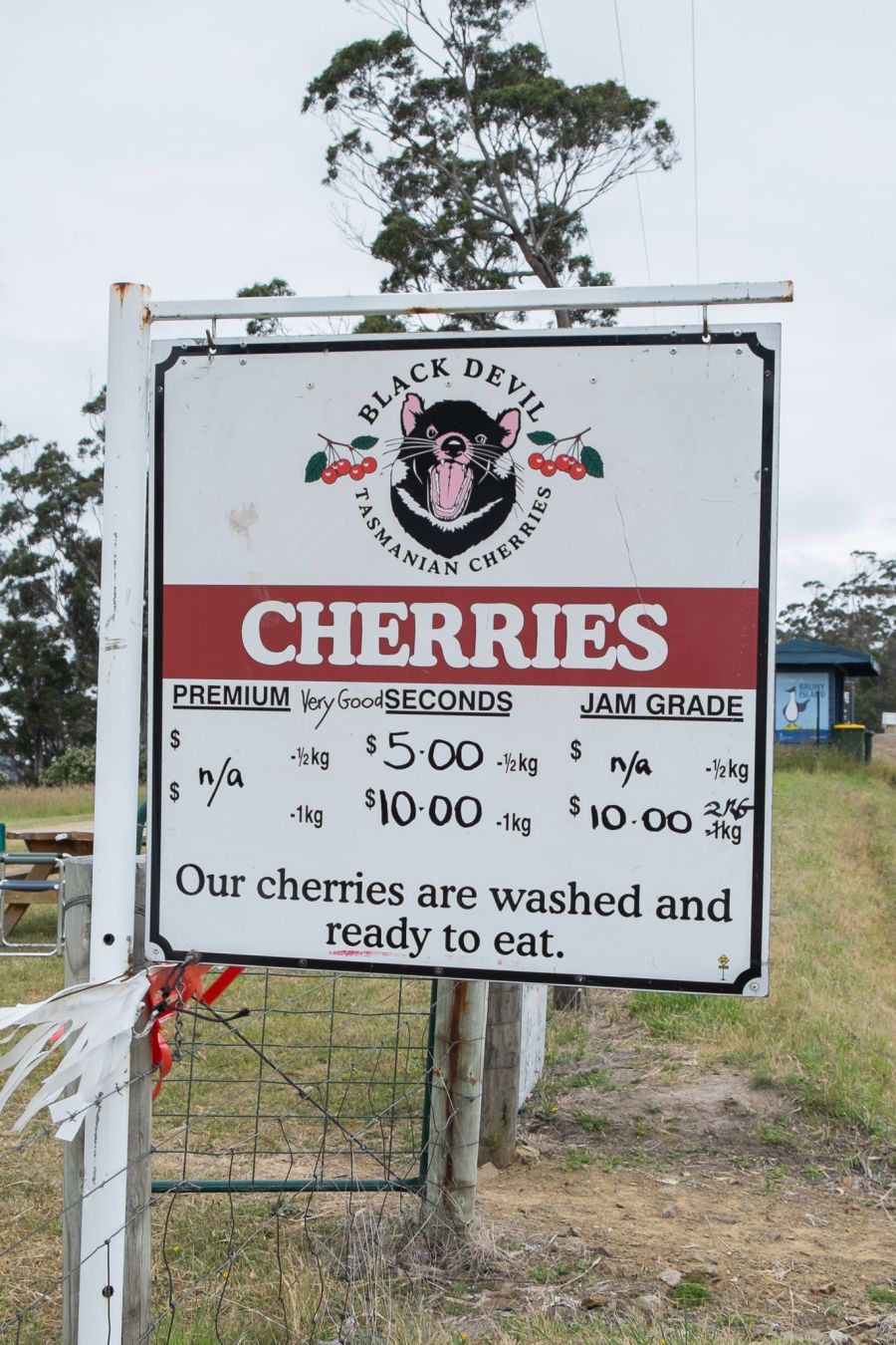 Cheap cherries!