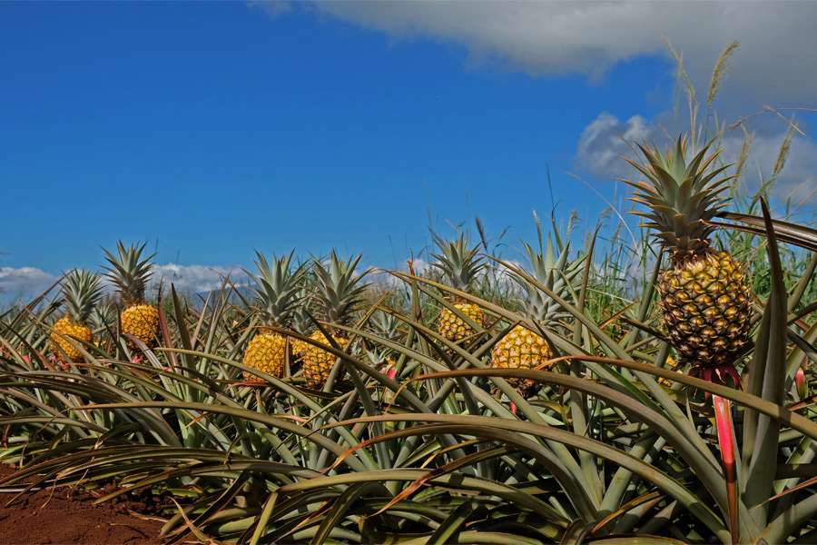Pineapple field, Maui