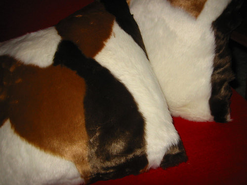 Guinea pig cushions