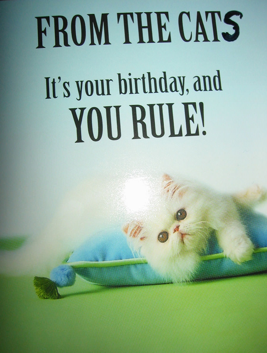 FROM THE CATS It's your birthday and YOU RULE!