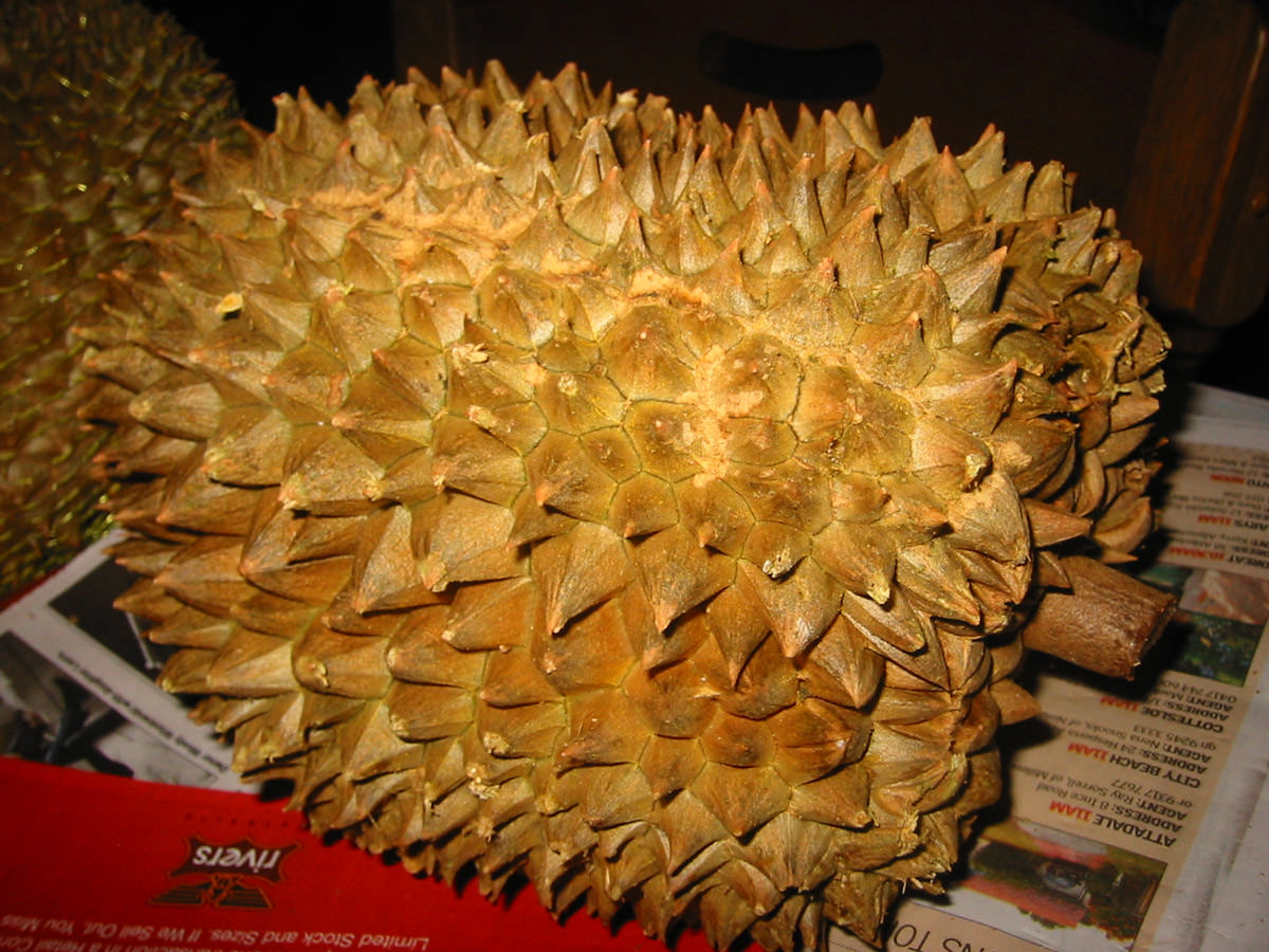 Durian, before