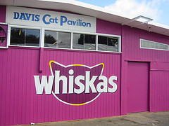 Davis Cat Pavilion