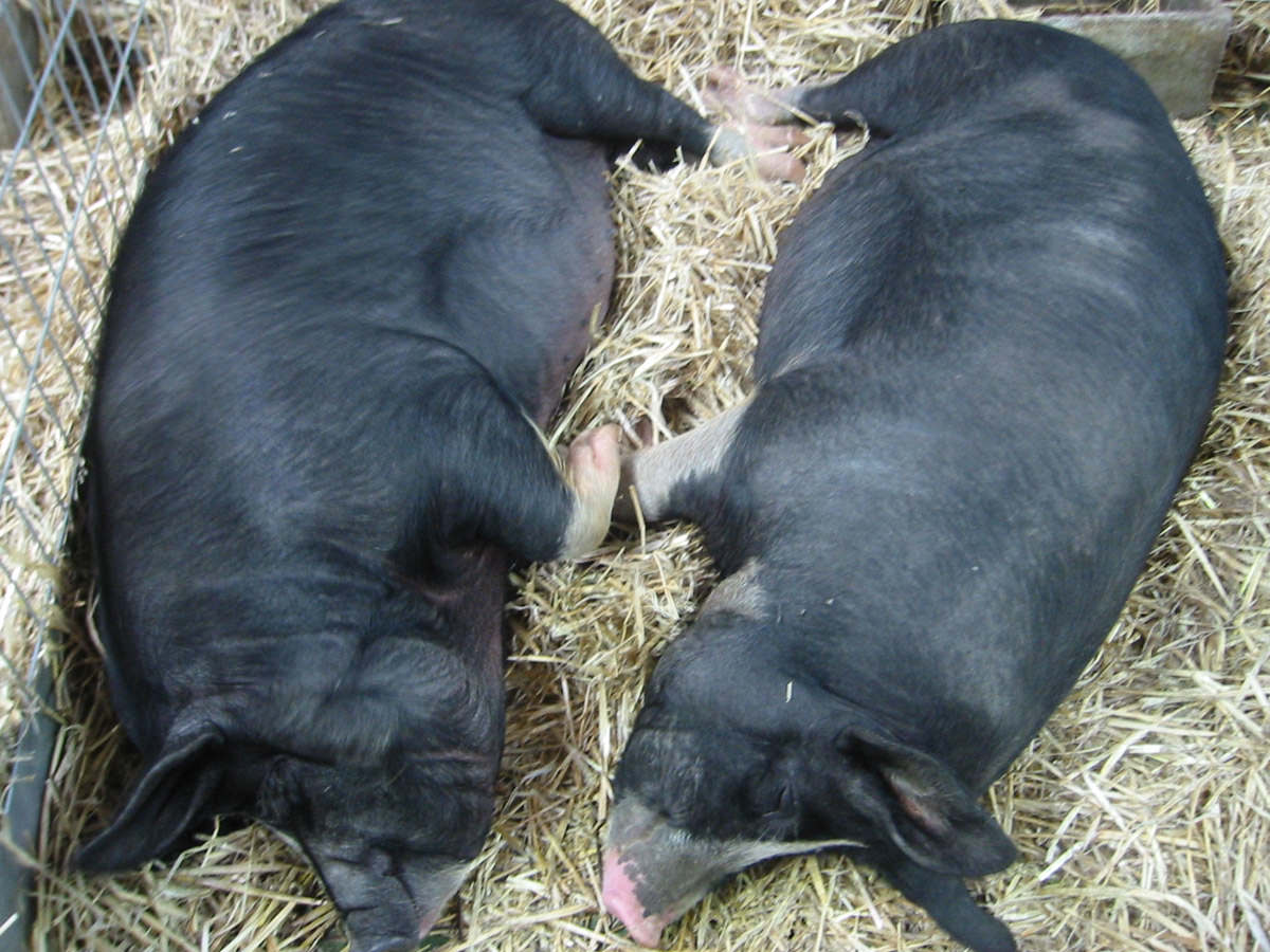 2 x Berkshire pigs