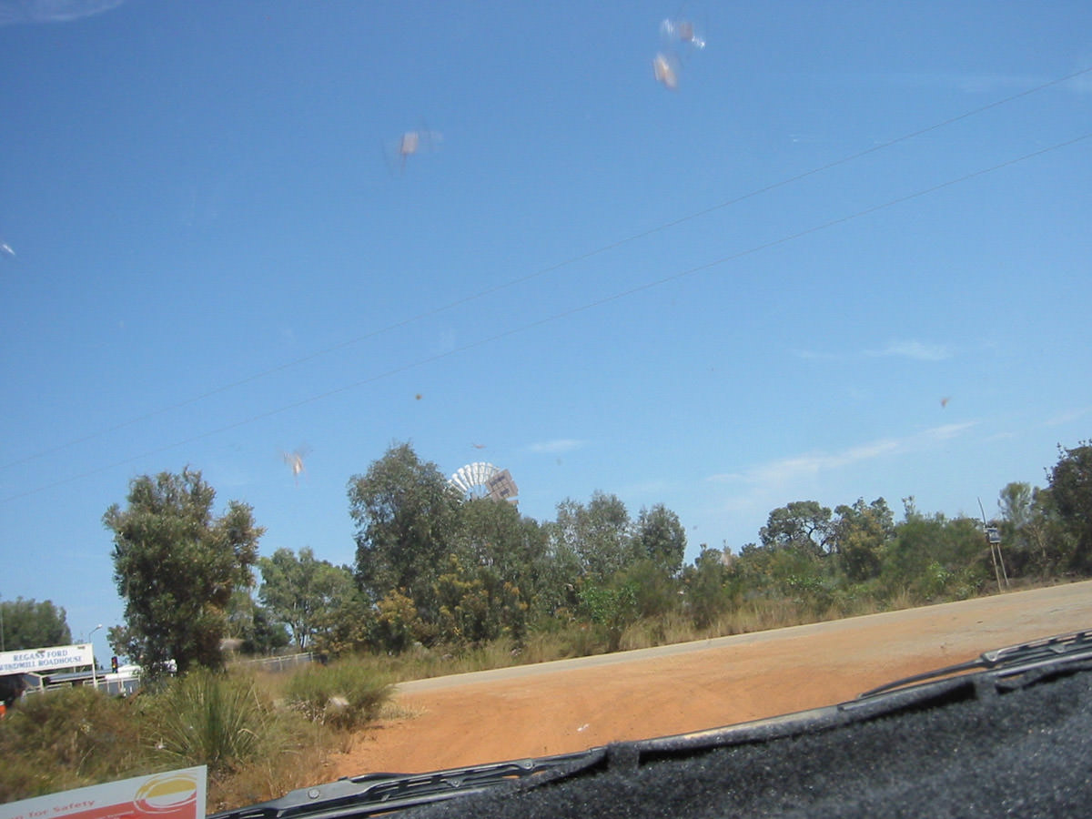 Windscreen view: locusts