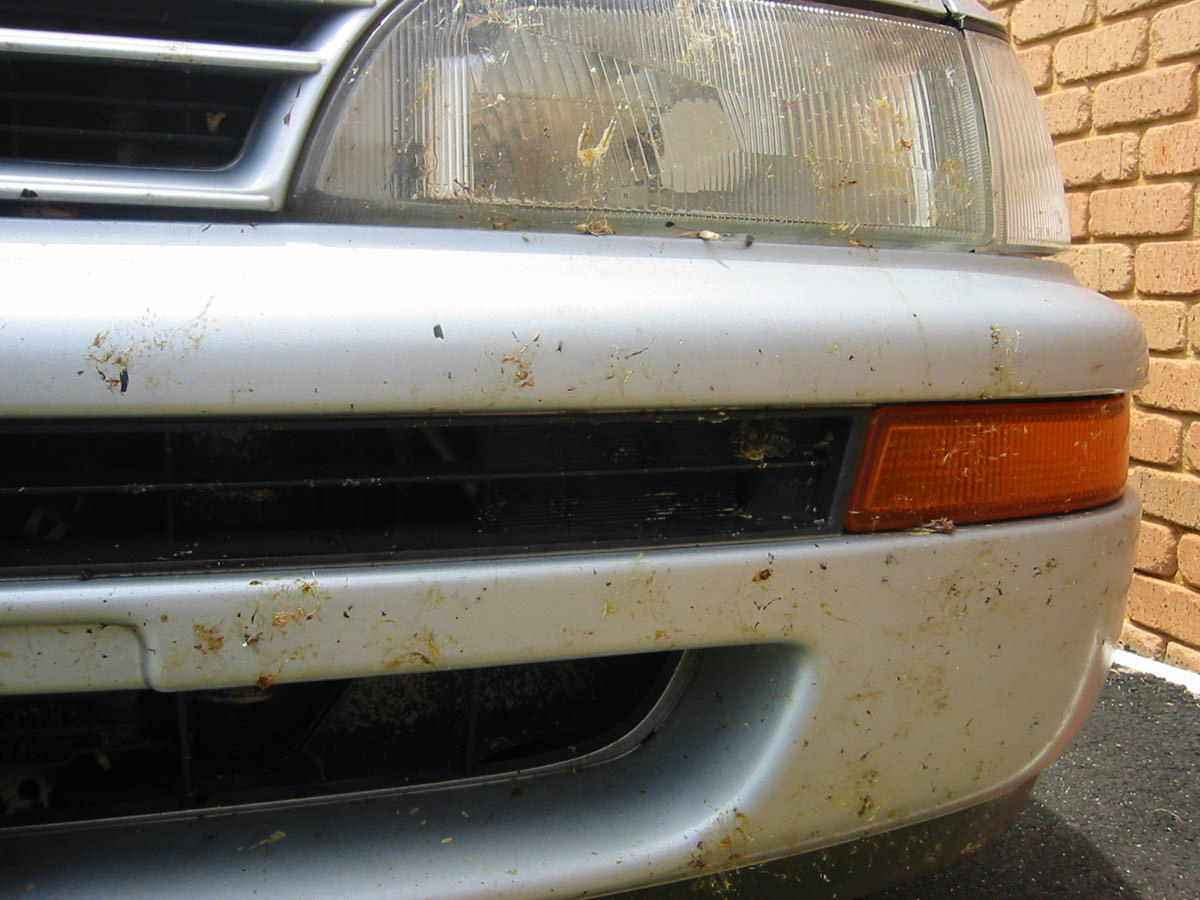 Poor locust-spattered car!