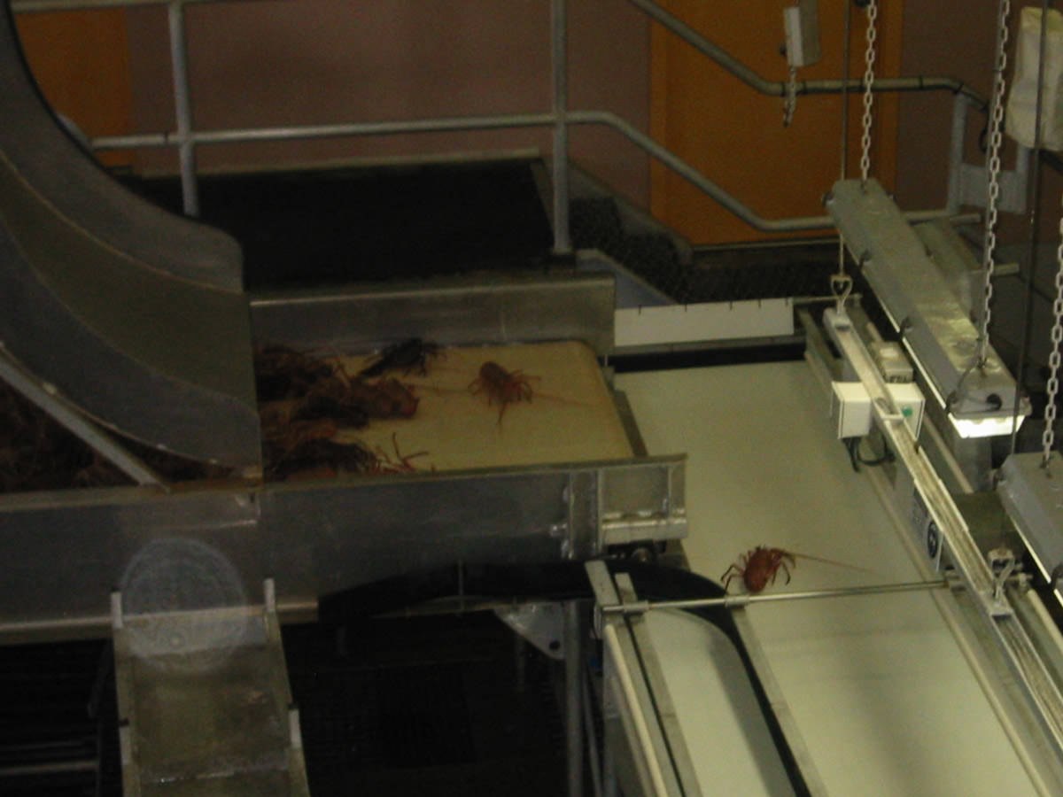 Lobsters on conveyor belt