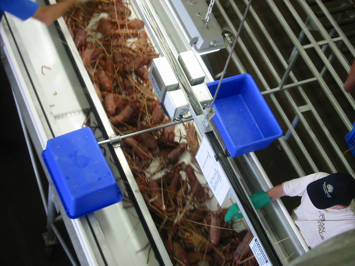 Lobster sorting