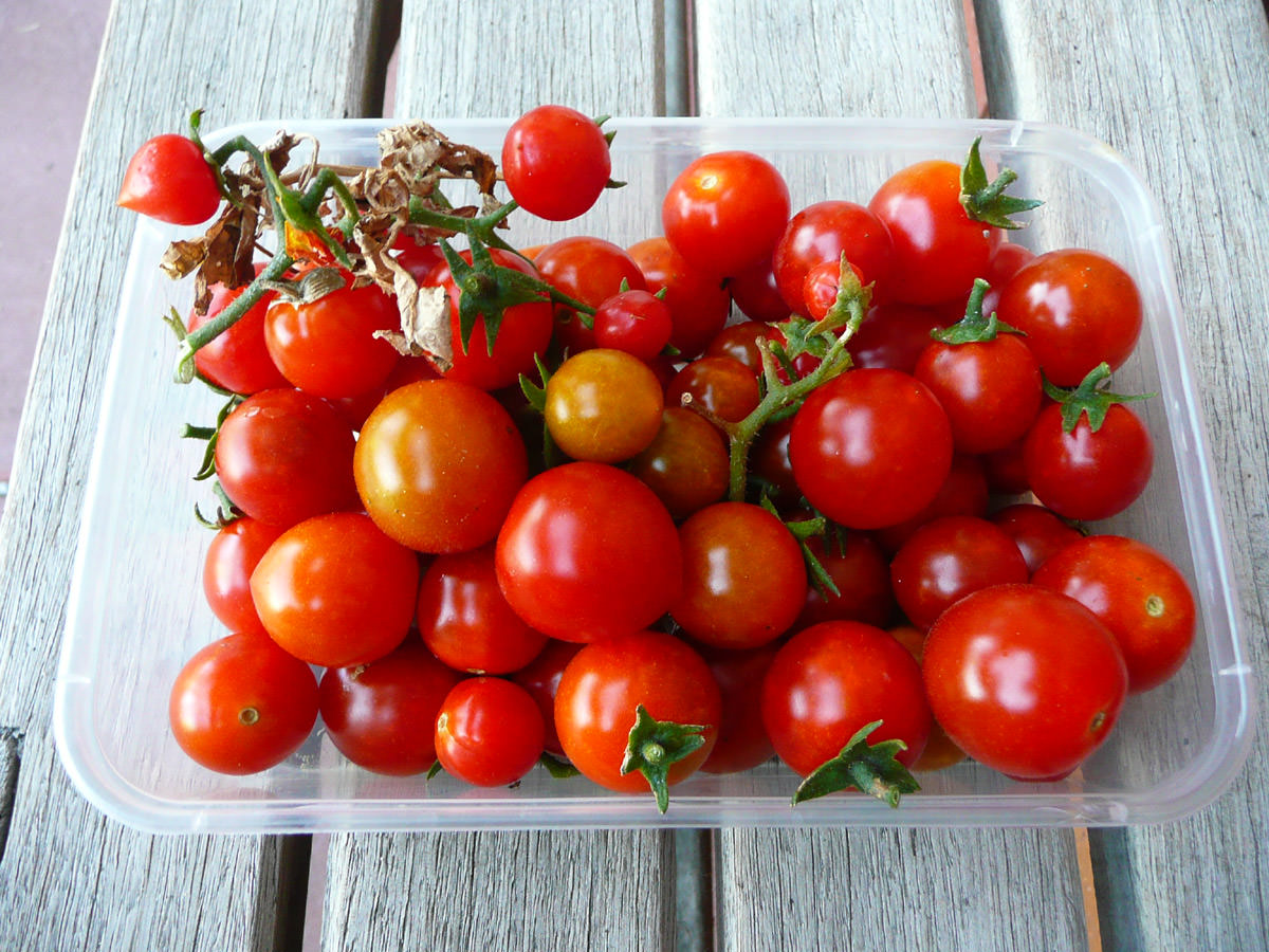 More homegrown cherry tomatoes