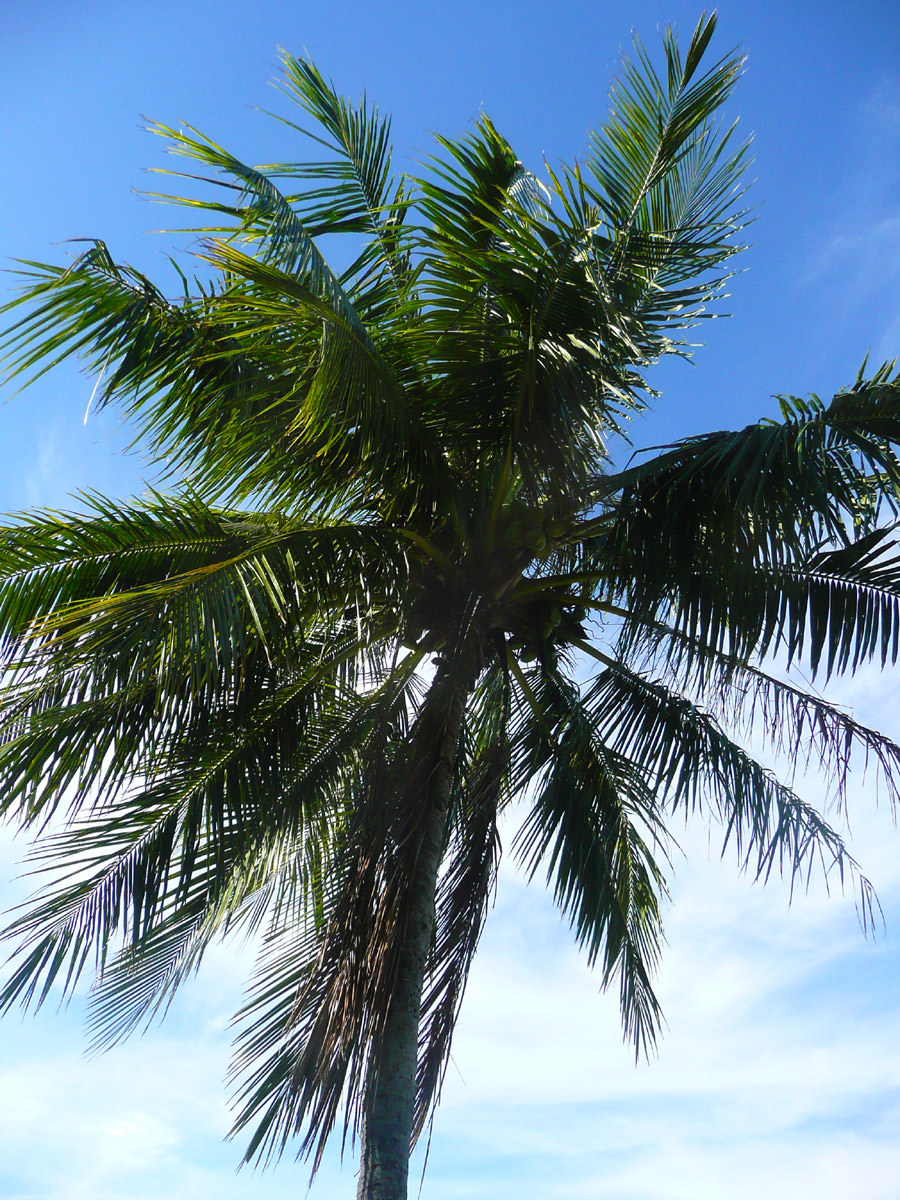 Looking up a coconut tree