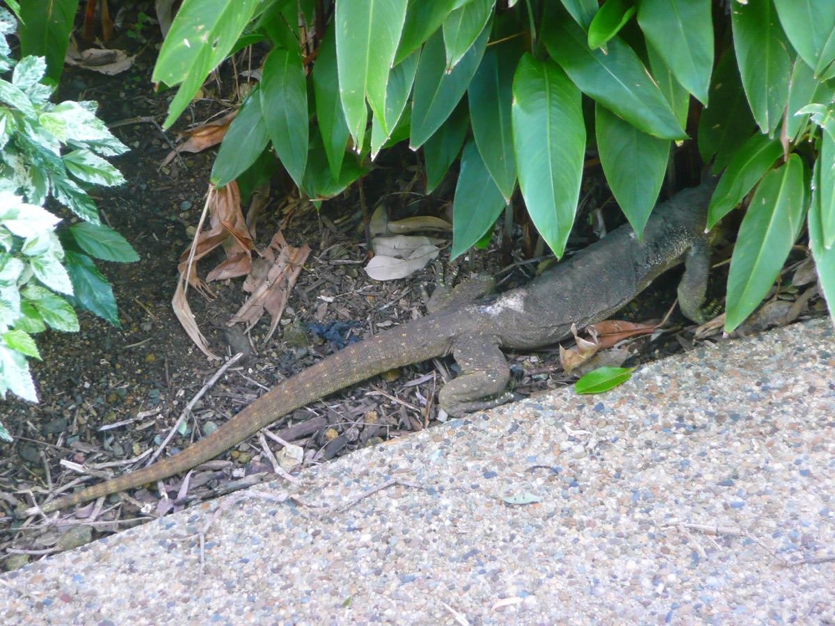 Lizard in the garden