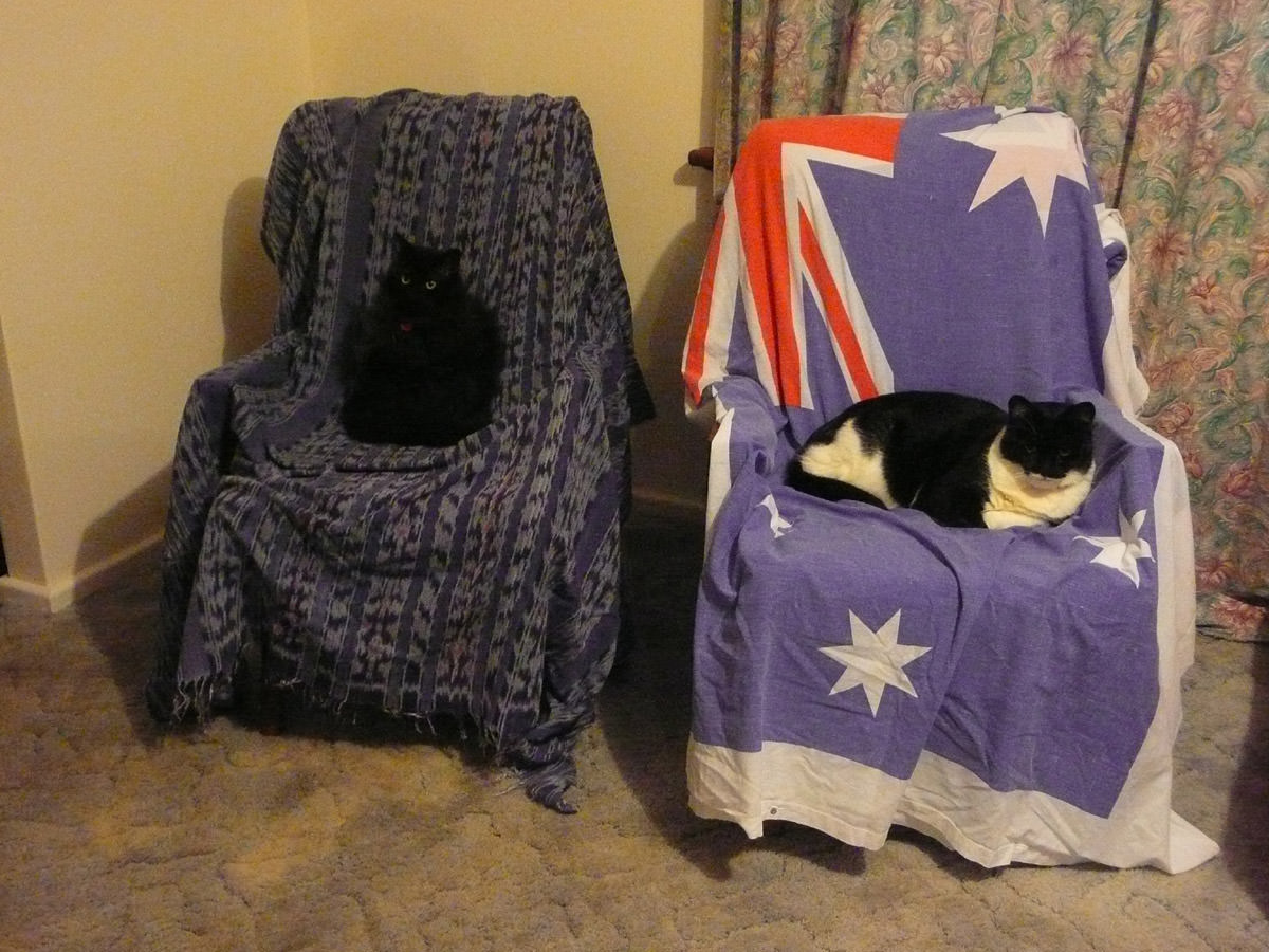The cats on their thrones