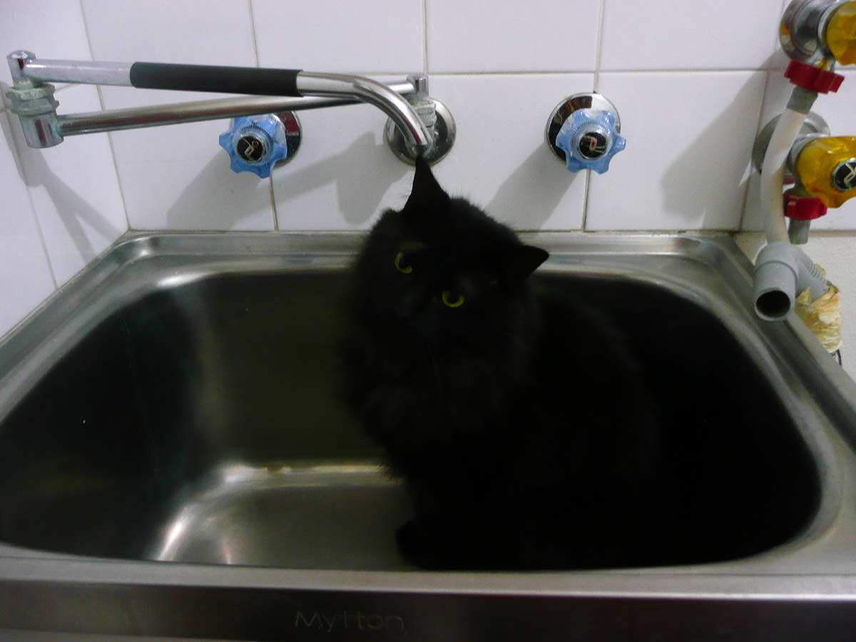 Pixel's last play in the laundry sink