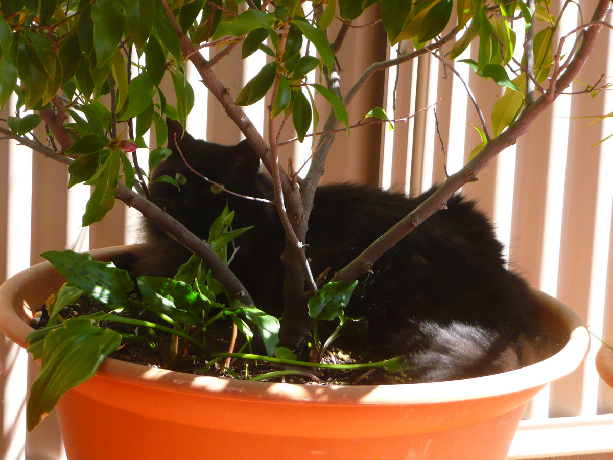 Pixel in the plant pot