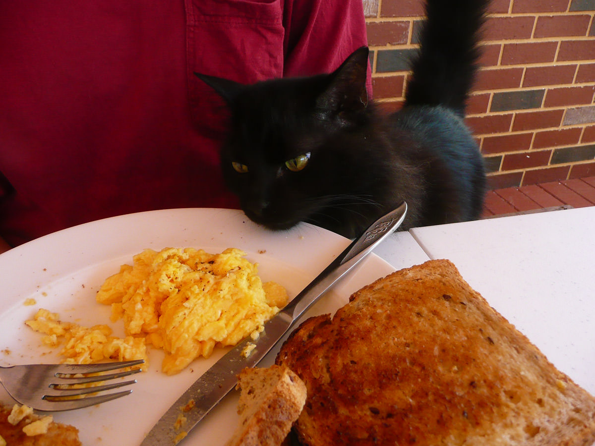 Pixel wants scrambled eggs