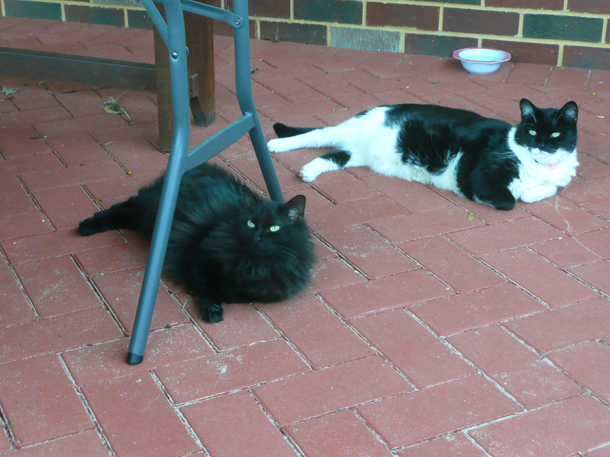 The cats watched as Jac cooked the barbecue