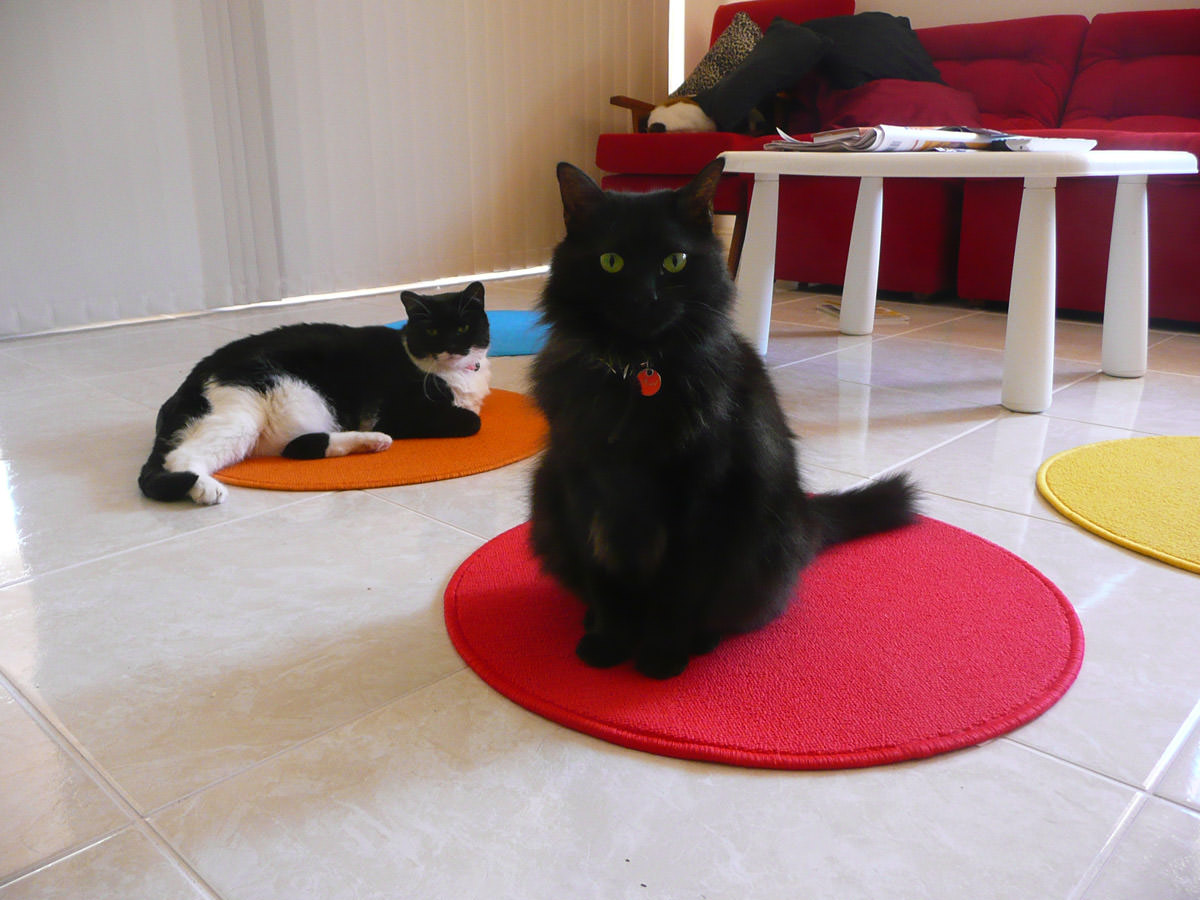 The cats like their new mats