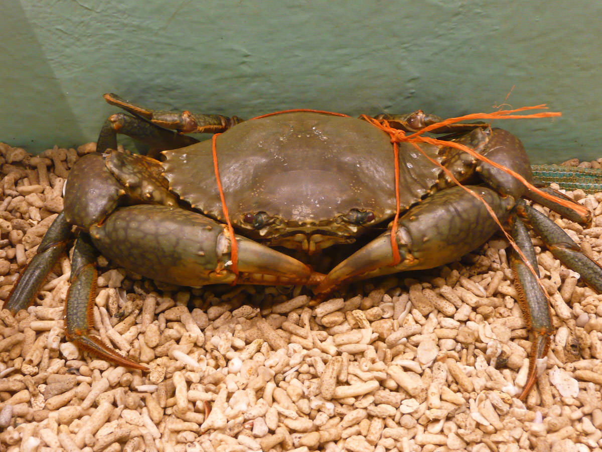 Live male mud crab - I can't help being crabby