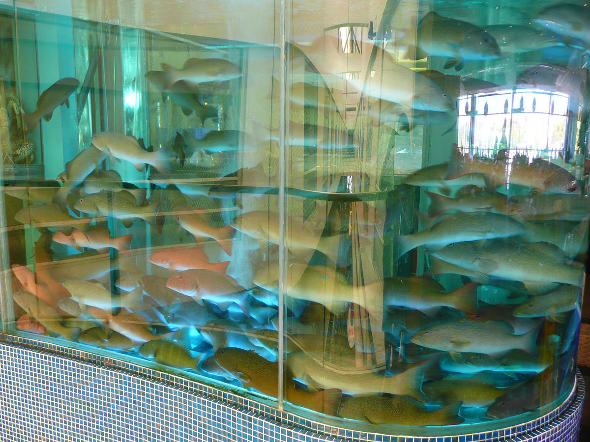 The million dollar fish tank