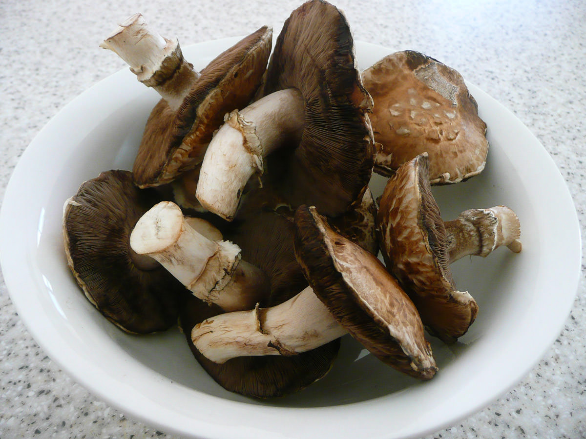 Juji's homegrown portabello mushrooms - raw