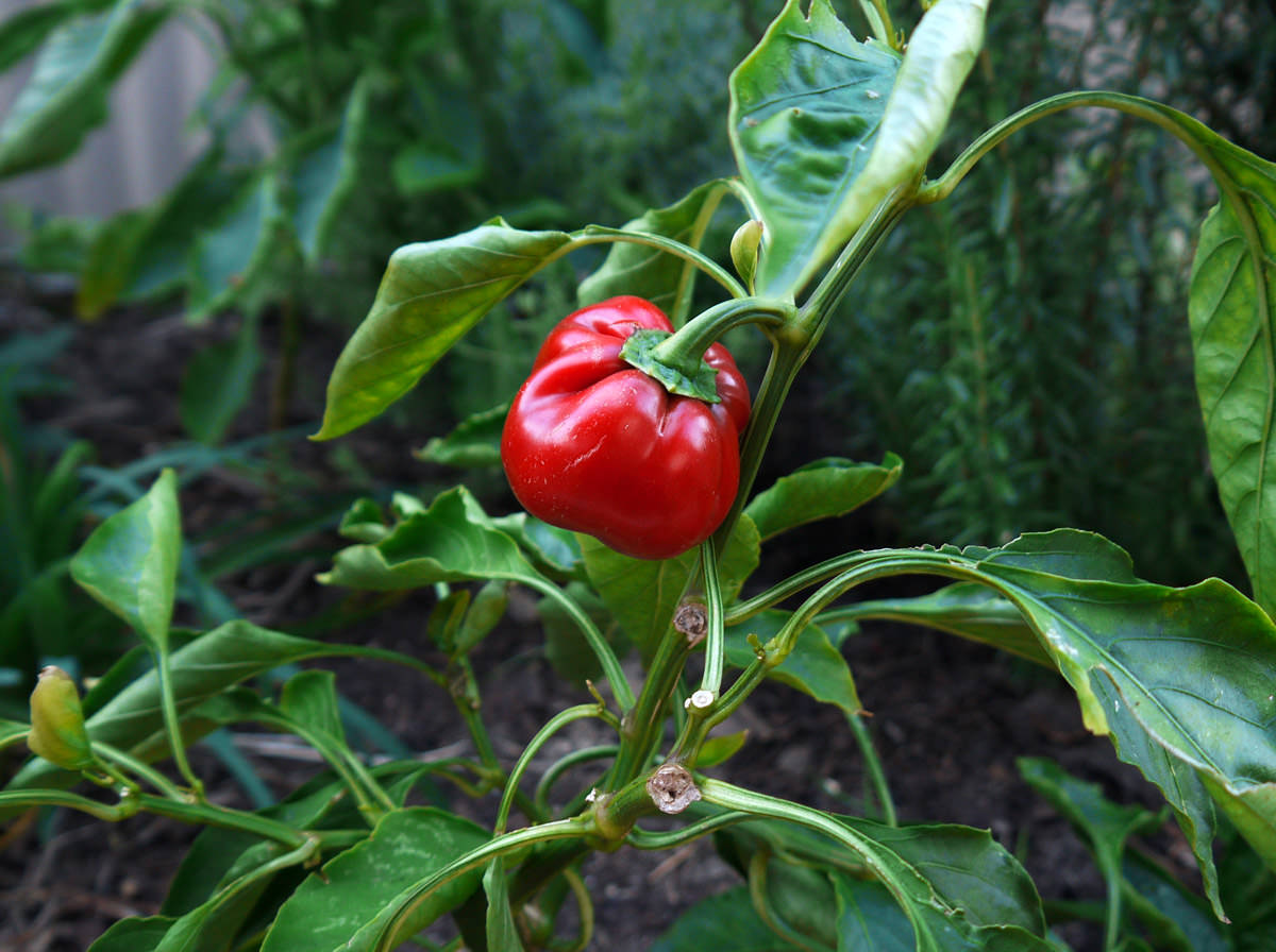 Homegrown red capsicum