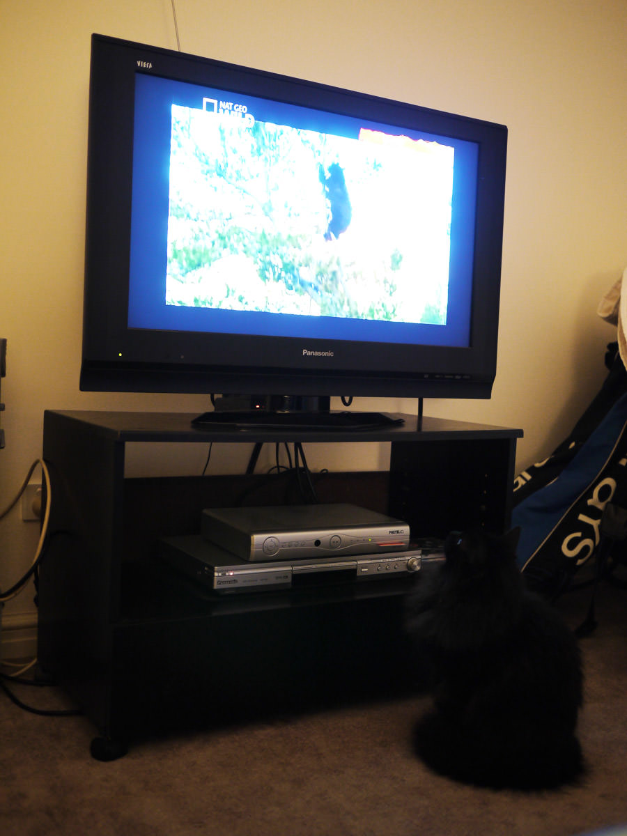 Pixel watches a documentary about bears