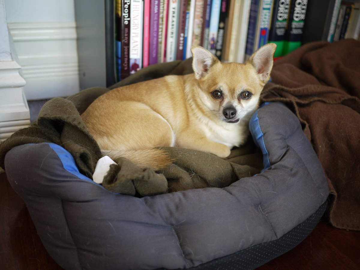 Paco in his bed