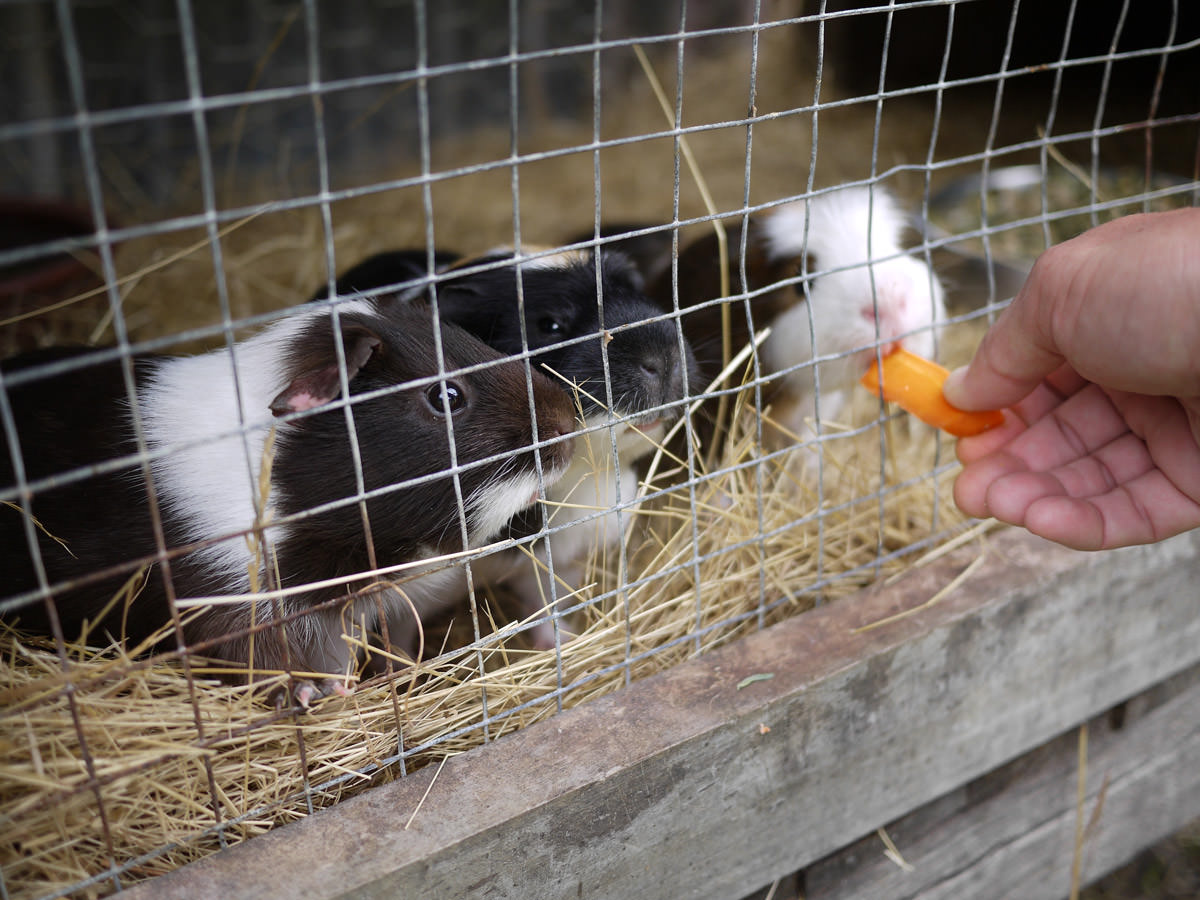 Feeding guinea pigs