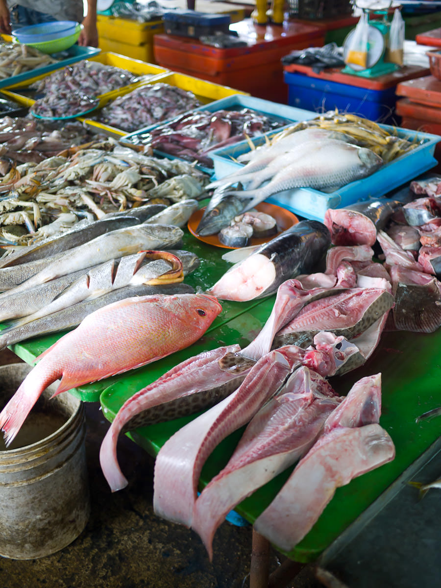 Many varieties of fish