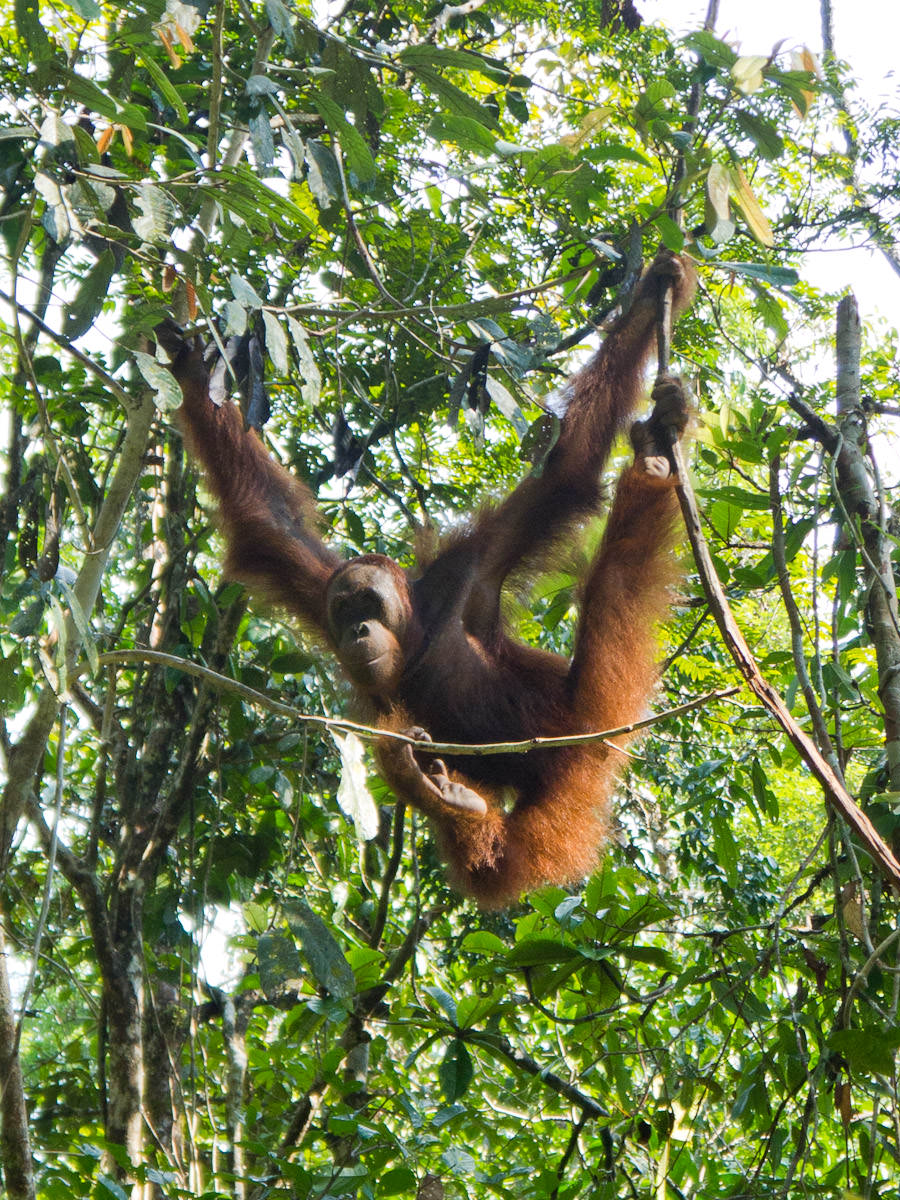 Orangutan - just hanging out and watching